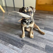 Abby a rejoint le concours — aidez-le/la à gagner de superbes lots ! dog, puppy, leaf, indoor, floor, wooden_floor, pet, animal, cute, brown, small_dog, sitting, playful, portrait, looking_at_camera, domestic_animal, young_dog, close_up, focus, blurry_background