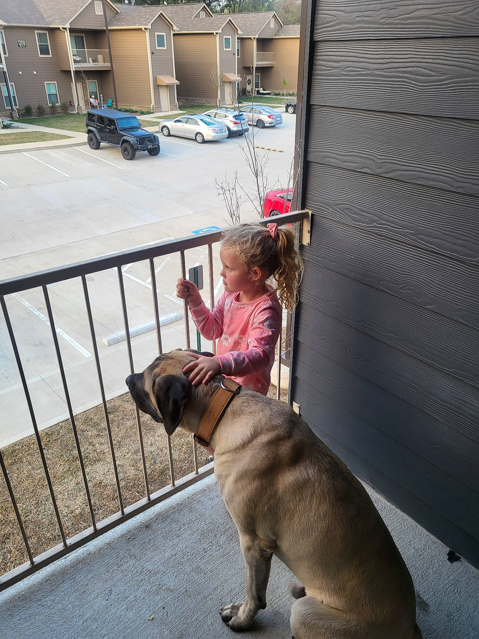 Cash is registered to the contest to win money with this photo: building, car, carnivore, collar, companion_dog, dog, dog_breed, fawn, fence, leash, mammal, road, sidewalk, snout, sporting_group, tire, travel, vehicle, wheel, working_animal