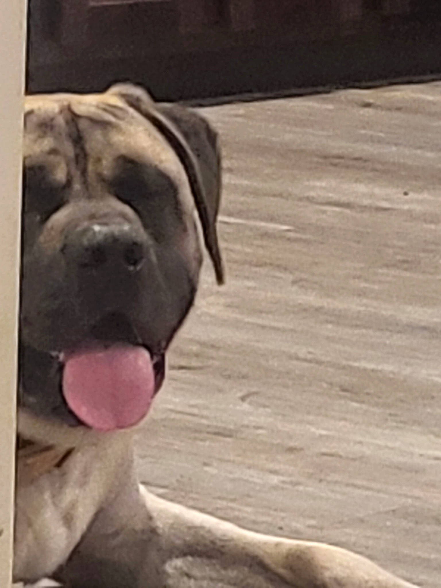 Cash joined the competition — help win amazing prizes! canidae, carnivore, companion_dog, dog, dog_breed, fawn, flooring, hardwood, liver, plank, snout, sporting_group, terrestrial_animal, tints_and_shades, whiskers, wood, wood_flooring, wood_stain, working_animal, wrinkle