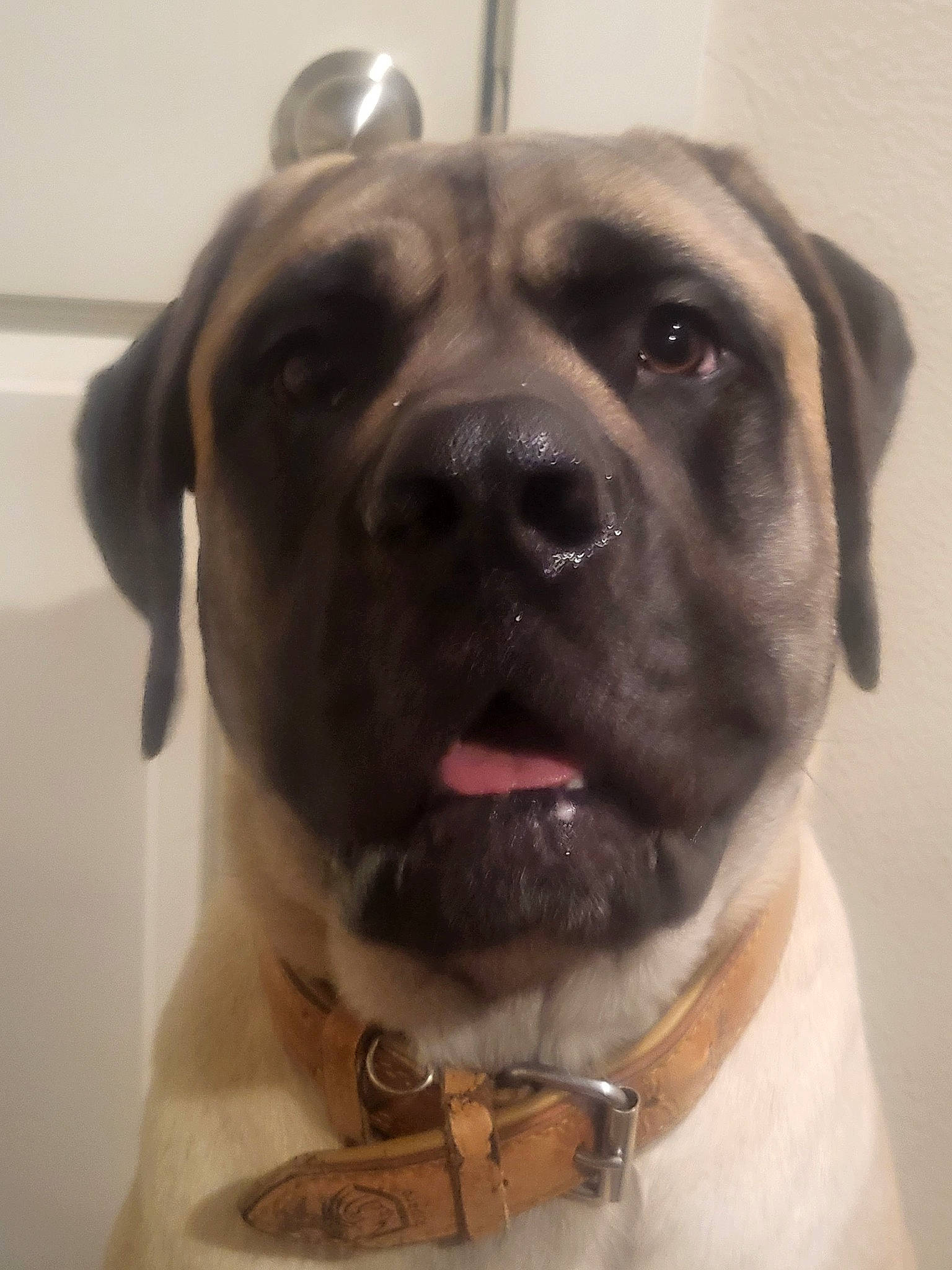 Cash joined the competition — help win amazing prizes! canidae, carnivore, collar, companion_dog, dog, dog_breed, dog_collar, fashion_accessory, fawn, fur, giant_dog_breed, head, leash, pet_supply, selfie, snout, sporting_group, whiskers, working_animal, wrinkle