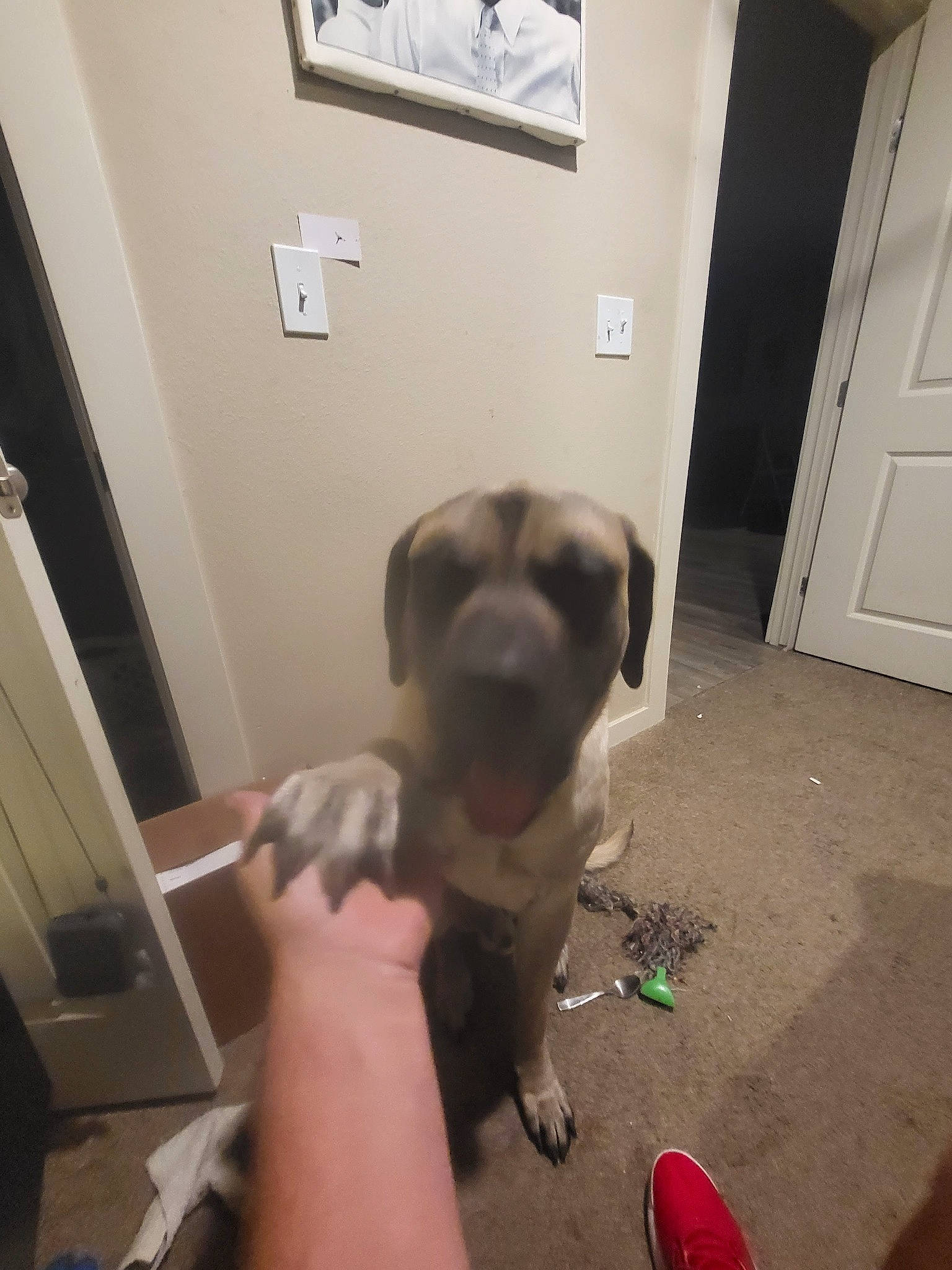 Cash joined the competition — help win amazing prizes! canidae, carmine, carnivore, comfort, companion_dog, dog, dog_breed, door, fawn, floor, flooring, foot, hardwood, paw, picture_frame, snout, tail, toy_dog, wood, working_animal