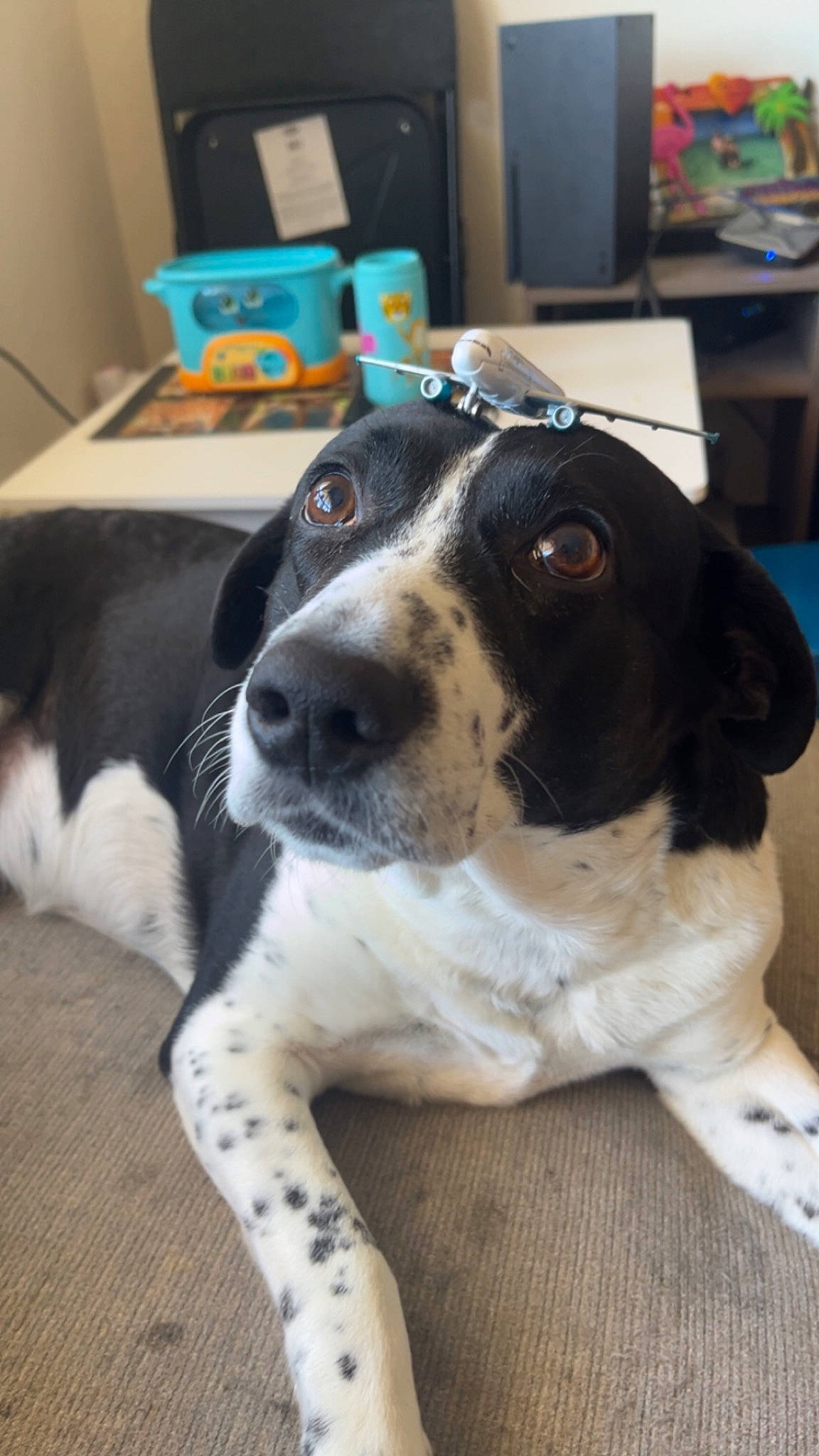 Oreo is registered to the contest to win money with this photo: canidae, carnivore, companion_dog, dog, dog_breed, food, fur, recreation, working_animal, working_dog