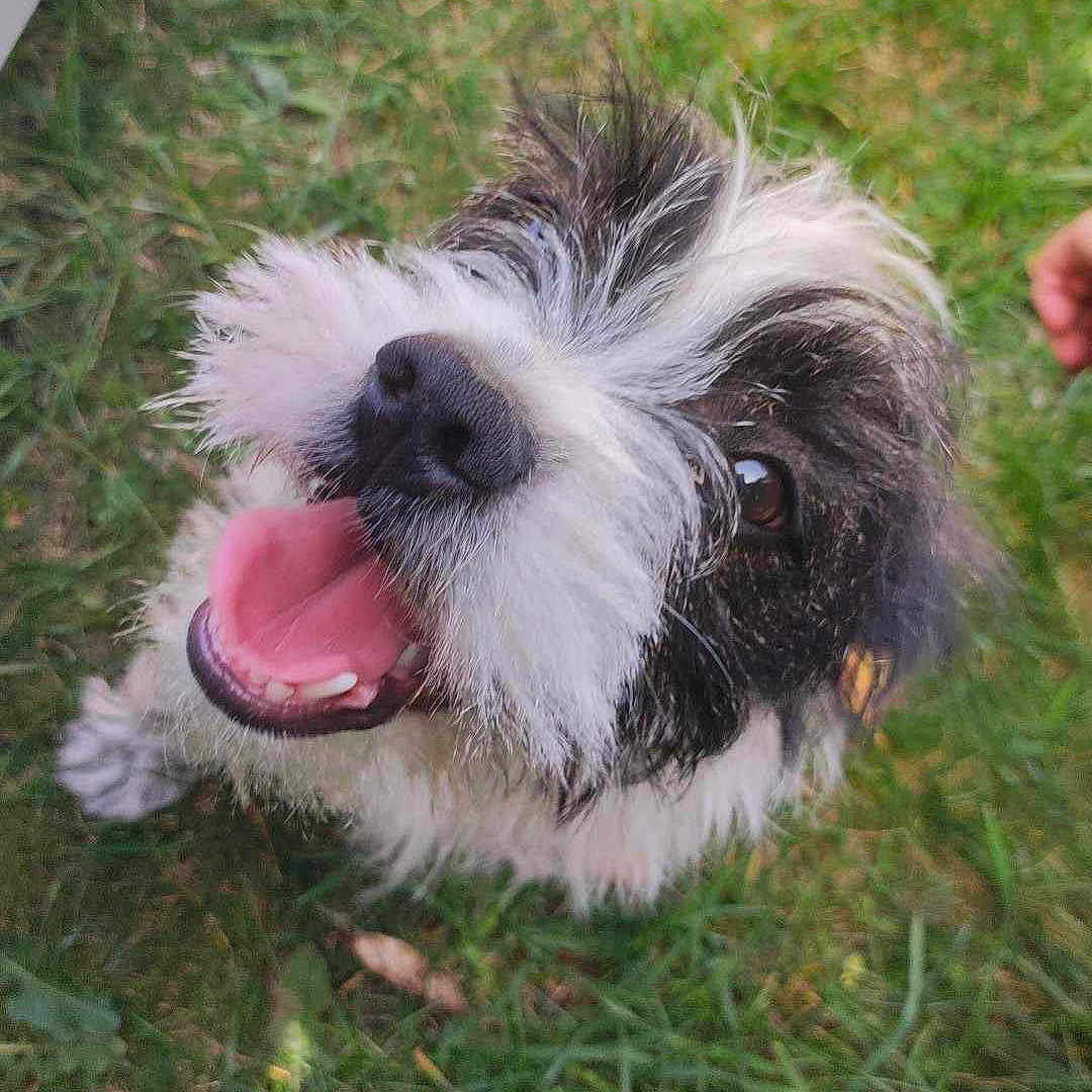 Phoebe a rejoint le concours — aidez-le/la à gagner de superbes lots ! affenpinscher, animal, ball, bodypart, canine, dog, football, grass, lawn, mouth, outdoors, person, pet, plant, puppy, soccer, soccerball, sport, terrier, whitedog