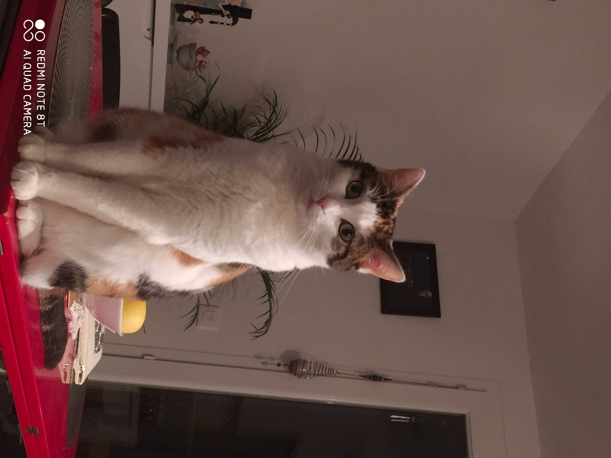 Perle a rejoint le concours — aidez-le/la à gagner de superbes lots ! carnivore, cat, felidae, fur, small_to_medium_sized_cats, snout, tail, vertebrate, whiskers