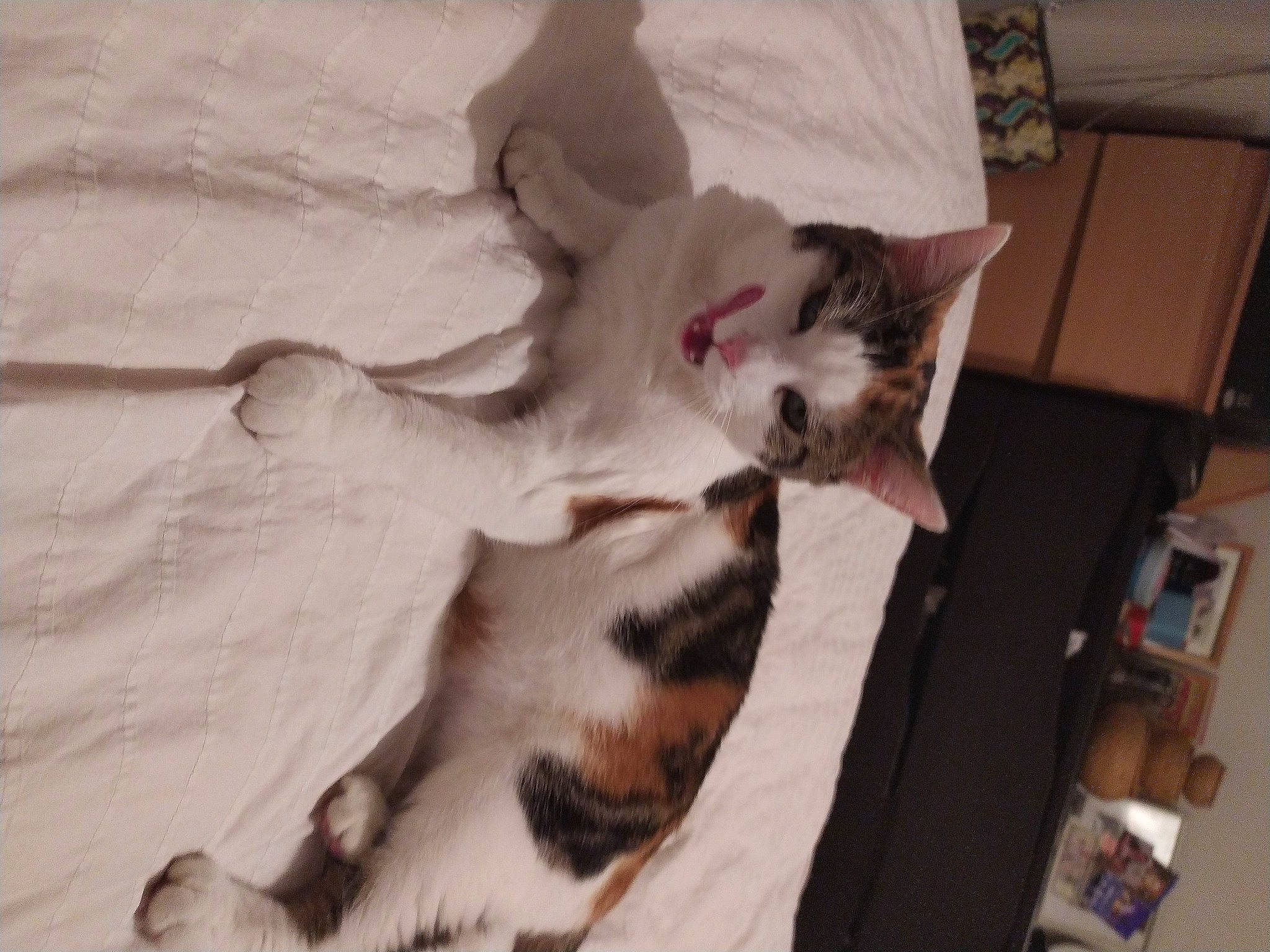 Perle participe au concours pour gagner de l'argent avec cette photo : box, carnivore, cat, comfort, domestic_short_haired_cat, felidae, fur, kitten, linens, paw, shelf, small_to_medium_sized_cats, tail, terrestrial_animal, vertebrate, whiskers