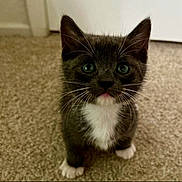 Iris joined the competition — help win amazing prizes! kitten, cat, tuxedo_cat, pet, animal, fur, whiskers, green_eyes, white_paws, carpet, indoor, cute, small, adorable, young, curious, mammal, feline, sitting, looking_up