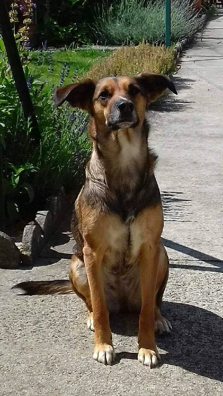 Angele a rejoint le concours — aidez-le/la à gagner de superbes lots ! ancient_dog_breeds, canidae, carnivore, companion_dog, dog, dog_breed, fawn, hunting_dog, mammal, pariah_dog, potcake_dog, rare_breed_dog, snout, sporting_group, street_dog, vertebrate