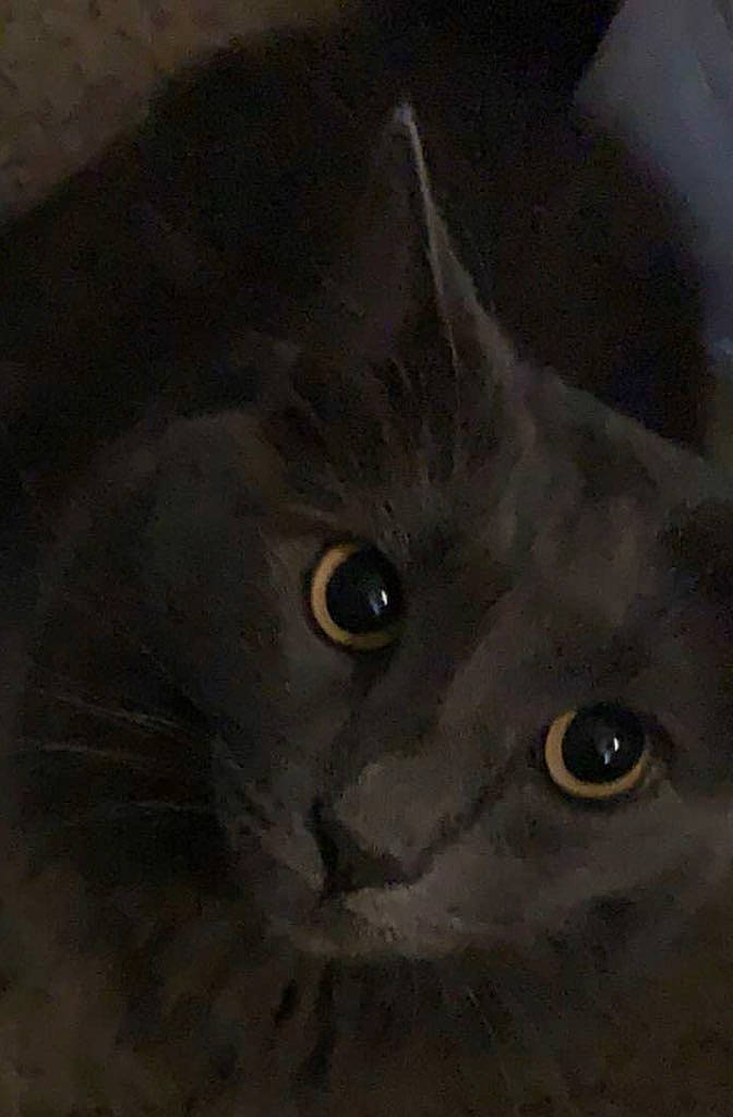 Charlett joined the competition — help win amazing prizes! art, art_paint, carnivore, cat, circle, drawing, felidae, fur, illustration, painting, plant, russian_blue, small_to_medium_sized_cats, snout, terrestrial_animal, visual_arts, watercolor_paint, whiskers