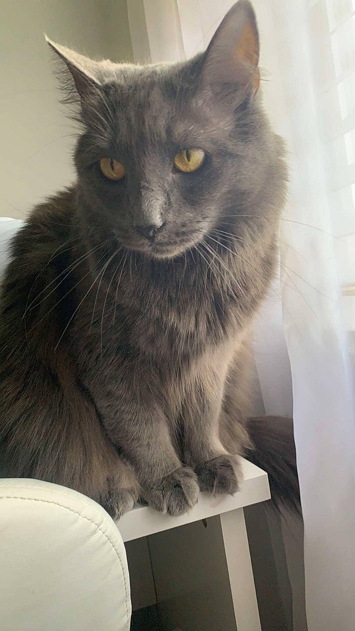 Charlett is registered to the contest to win money with this photo: black_cat, box, carnivore, cat, chartreux, domestic_short_haired_cat, felidae, fur, grey, korat, monochrome_photography, pet_supply, small_to_medium_sized_cats, snout, tail, terrestrial_animal, whiskers, window