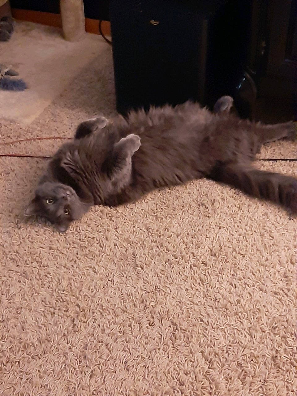 Charlett joined the competition — help win amazing prizes! asphalt, carnivore, cat, comfort, companion_dog, dog_breed, fawn, felidae, flooring, fur, grass, grey, hardwood, human_leg, road_surface, small_to_medium_sized_cats, soil, tail, whiskers, wood