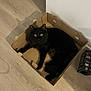 cat, black_cat, cardboard_box, wooden_floor, indoor, pet, fur, animal, yellow_eyes, curious, relaxed, feline, box, home, domestic, mammal, cute, whiskers, tail, shadow