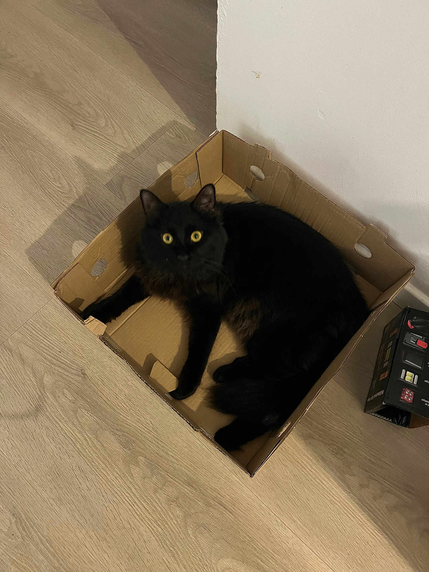 Chewbacca participe au concours pour gagner de l'argent avec cette photo : cat, black_cat, cardboard_box, wooden_floor, indoor, pet, fur, animal, yellow_eyes, curious, relaxed, feline, box, home, domestic, mammal, cute, whiskers, tail, shadow