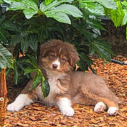 Appy participe au concours pour gagner de l'argent avec cette photo : puppy, dog, brown, white, fur, leaves, greenery, wood_chips, outdoor, shade, cute, animal, pet, resting, nature, young, fluffy, lying_down, garden, curious