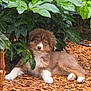 puppy, dog, brown, white, fur, leaves, greenery, wood_chips, outdoor, shade, cute, animal, pet, resting, nature, young, fluffy, lying_down, garden, curious