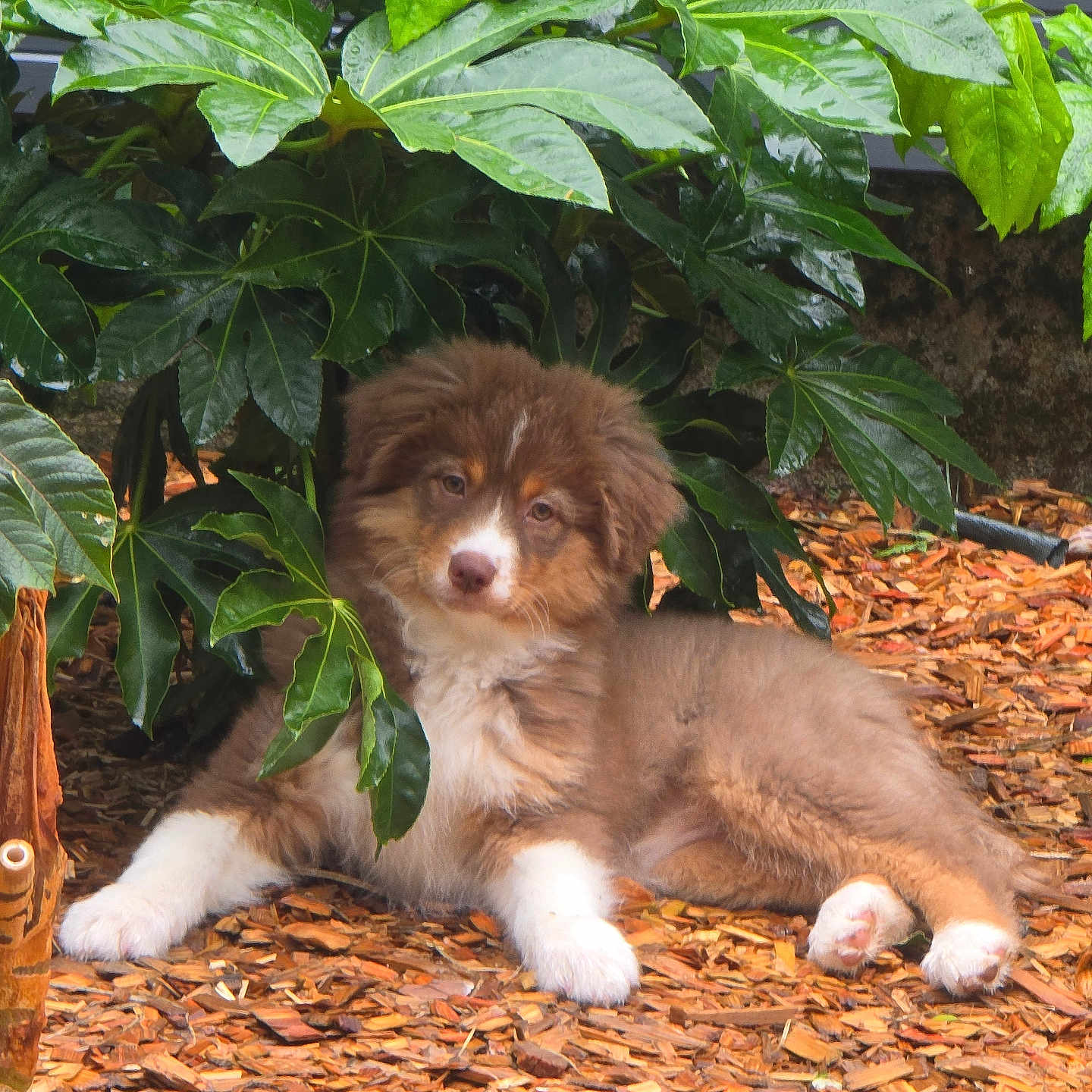 Appy participe au concours pour gagner de l'argent avec cette photo : animal, brown, curious, cute, dog, fluffy, fur, garden, greenery, leaves, lying_down, nature, outdoor, pet, puppy, resting, shade, white, wood_chips, young