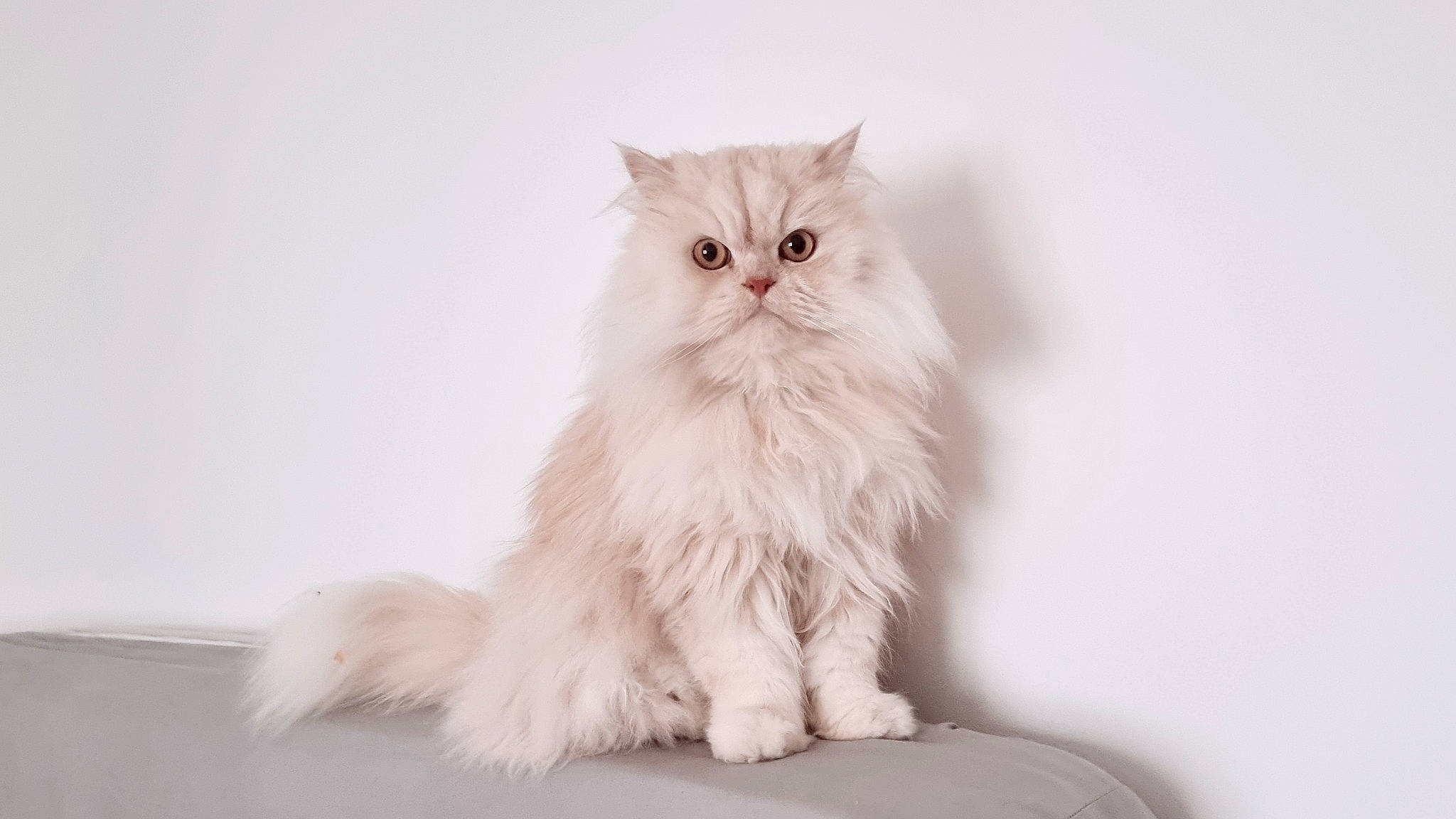 Bouboun participe au concours pour gagner de l'argent avec cette photo : british_longhair, carnivore, cat, comfort, felidae, fur, paw, persian, small_to_medium_sized_cats, snout, terrestrial_animal, whiskers