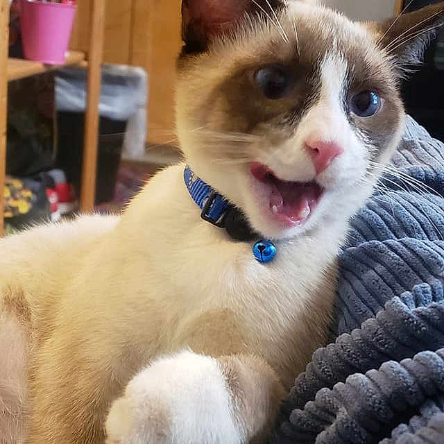 Runny Babbit is registered to the contest to win money with this photo: animal, bell, blanket, blue_collar, cabinet, cat, close_up, cozy, domestic, feline, fur, household, indoor, kitchen, meowing, paw, pet, shelf, siamese_cat, whiskers