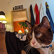 Runny Babbit joined the competition — help win amazing prizes! cat, blue_eyes, black_shirt, skull_design, bed, lamp, mirror, plant, clothing, indoor, furniture, curious, whiskers, brown_fur, white_fur, collar, bell, reflection, room, cozy