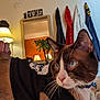 cat, blue_eyes, black_shirt, skull_design, bed, lamp, mirror, plant, clothing, indoor, furniture, curious, whiskers, brown_fur, white_fur, collar, bell, reflection, room, cozy