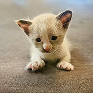 Runt is registered to the contest to win money with this photo: kitten, cat, animal, pet, young, fur, ears, whiskers, cute, small, paws, lying_down, indoor, closeup, adorable, curious, young_animal, mammal, domestic_animal, soft