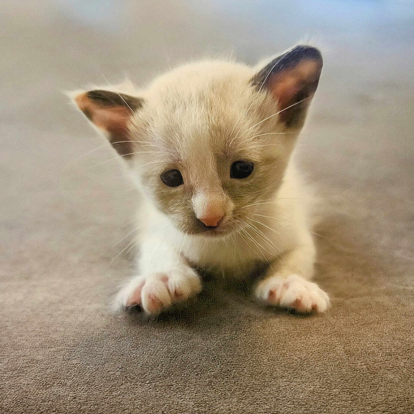 Runt