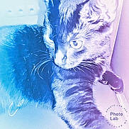 éclipse participe au concours pour gagner de l'argent avec cette photo : black_cat, carnivoran, cat, cat_like_mammal, domestic_short_haired_cat, illustration, kitten, mammal, small_to_medium_sized_cats, snout, whiskers