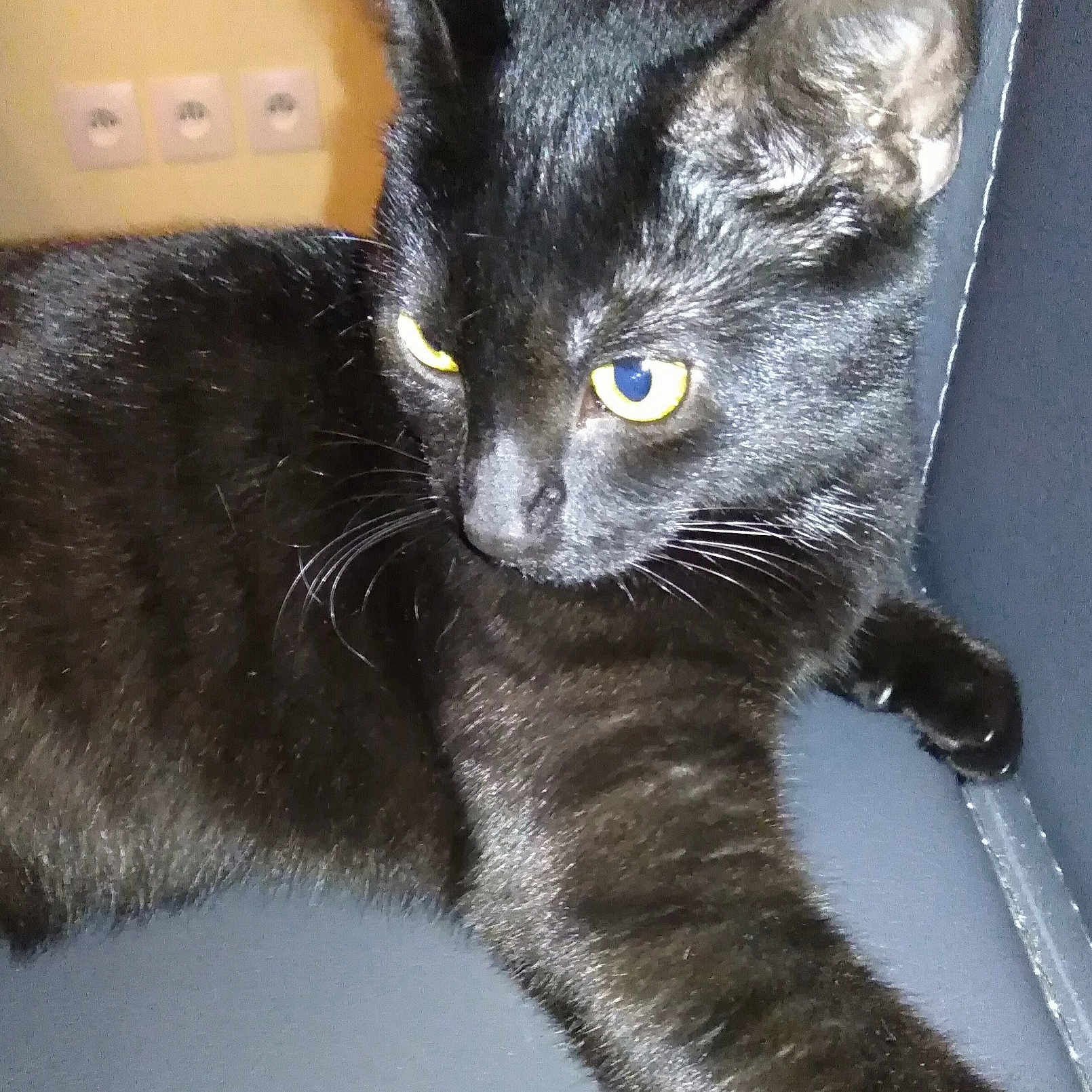 éclipse a rejoint le concours — aidez-le/la à gagner de superbes lots ! asian, black_cat, bombay, burmese, cat, cat_like_mammal, chartreux, domestic_short_haired_cat, european_shorthair, fauna, fur, german_rex, kitten, korat, nebelung, russian_blue, small_to_medium_sized_cats, snout, whiskers