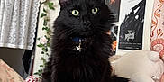 Salem is registered to the contest to win money with this photo: bedroom, bedspread, black_cat, cat, collar, cozy, curtain, decorative_plant, floral_pattern, green_eyes, indoor, pet, portrait, posters, shelf, soft_furnishings, star_charm, stuffed_toy, wall_art, whiskers