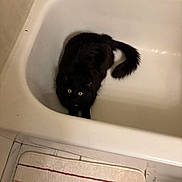 Salem joined the competition — help win amazing prizes! bath_mat, bathroom, bathtub, black_cat, cat, corner, curled_tail, floor, fur, indoor, looking_up, pet, pet_collar, rug, shampoo_bottle, tile, top_view, tub, white_surface, yellow_eyes