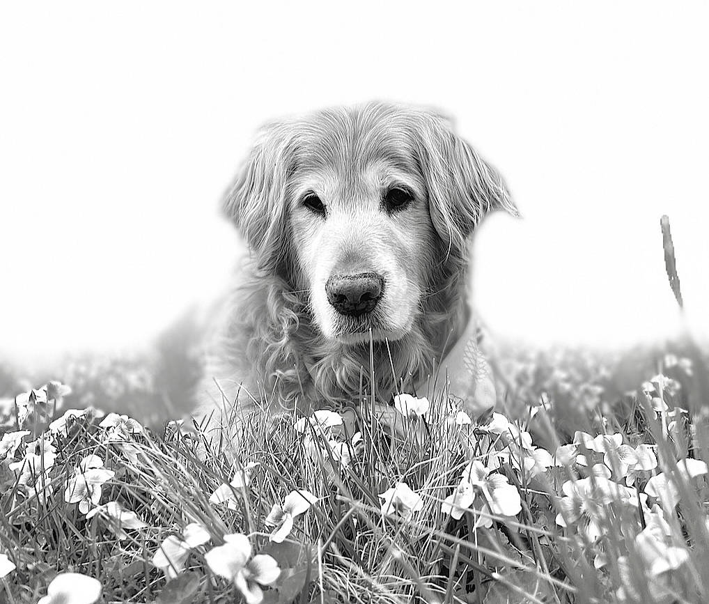 Maddie joined the competition — help win amazing prizes! black_and_white, carnivore, companion_dog, dog, dog_breed, eye, grass, grassland, happy, landscape, monochrome, monochrome_photography, natural_landscape, people_in_nature, plant, prairie, sky, snout, style, whiskers