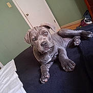 River Faith joined the competition — help win amazing prizes! bed, bedroom, blanket, dog, door, dresser, eyes, face, front_paw, green_wall, hardwood_floor, hind_paw, indoor, looking_at_camera, lying_down, nose, pet, puppy, snout, towel