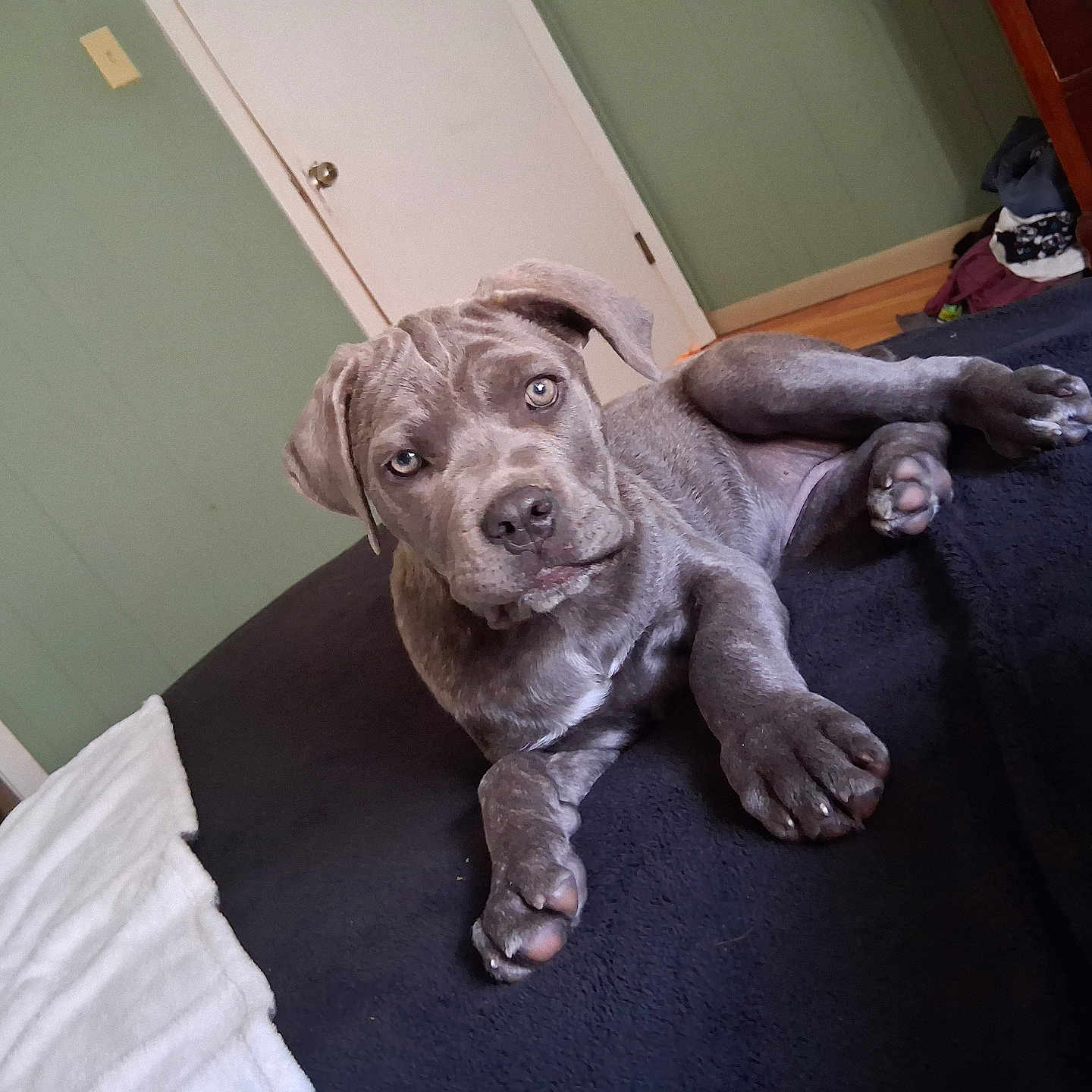 River Faith joined the competition — help win amazing prizes! bed, bedroom, blanket, dog, door, dresser, eyes, face, front_paw, green_wall, hardwood_floor, hind_paw, indoor, looking_at_camera, lying_down, nose, pet, puppy, snout, towel