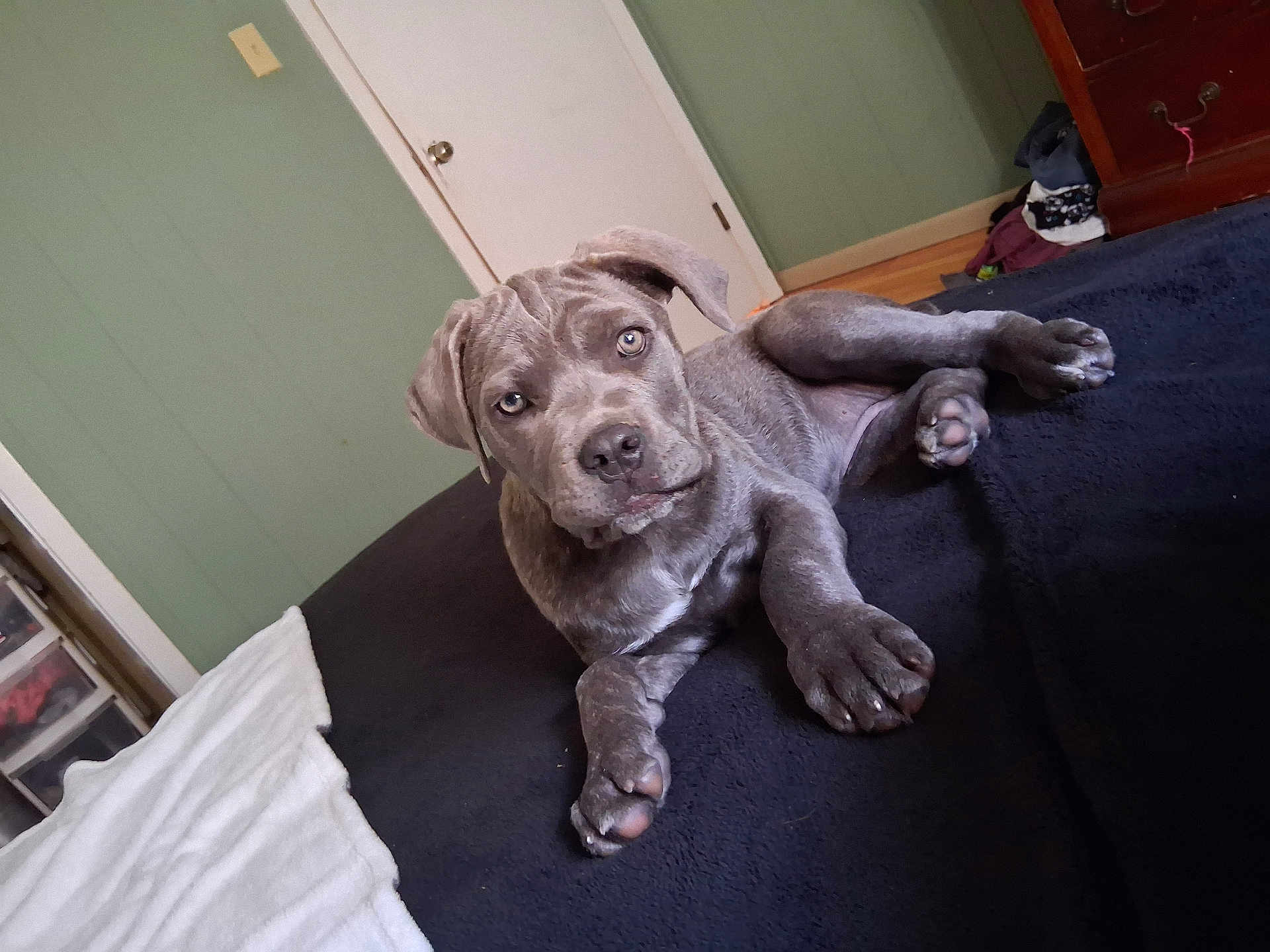 River Faith joined the competition — help win amazing prizes! bed, bedroom, blanket, dog, door, dresser, eyes, face, front_paw, green_wall, hardwood_floor, hind_paw, indoor, looking_at_camera, lying_down, nose, pet, puppy, snout, towel