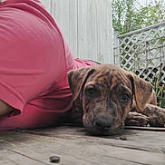 Trouble joined the competition — help win amazing prizes! animal, brindle, calm, close_up, companion, cute, dog, ears, face, greenery, lattice_fence, laying_down, outdoor, paw, person, pet, pink_shirt, puppy, resting, wooden_deck