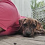 animal, brindle, calm, close_up, companion, cute, dog, ears, face, greenery, lattice_fence, laying_down, outdoor, paw, person, pet, pink_shirt, puppy, resting, wooden_deck