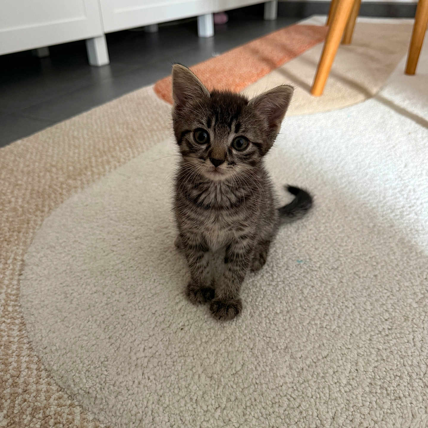 Titi a rejoint le concours — aidez-le/la à gagner de superbes lots ! kitten, cat, tabby, animal, pet, sitting, portrait, indoors, carpet, rug, sunlight, chair, furniture, floor, striped_fur, whiskers, ears, tail, blue_eyes, home