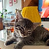 Titi a rejoint le concours — aidez-le/la à gagner de superbes lots ! cat, kitten, tabby, gray_fur, sleepy, relaxed, animal, pet, whiskers, ears, paws, close_up, portrait, indoor, basket, chair, television, home, cozy, colorful