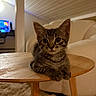 kitten, cat, tabby, pet, animal, sitting, paws, crossed_paws, large_ears, whiskers, brown_fur, striped_fur, round_table, wooden_table, living_room, sofa, carpet, indoor, portrait, cozy