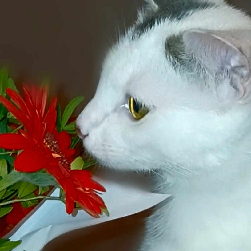 Zip a rejoint le concours — aidez-le/la à gagner de superbes lots ! angora, animal, cat, daisy, face, flower, flowerarrangement, flowerbouquet, geranium, head, kitten, leaf, manx, person, pet, petal, plant, pottedplant, rose, smelling