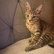 Tails joined the competition — help win amazing prizes! kitten, tabby, cat, pet, animal, feline, couch, cushion, indoor, fur, whiskers, ears, eyes, young, cute, cozy, resting, striped, domestic, curious