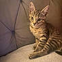 kitten, tabby, cat, pet, animal, feline, couch, cushion, indoor, fur, whiskers, ears, eyes, young, cute, cozy, resting, striped, domestic, curious
