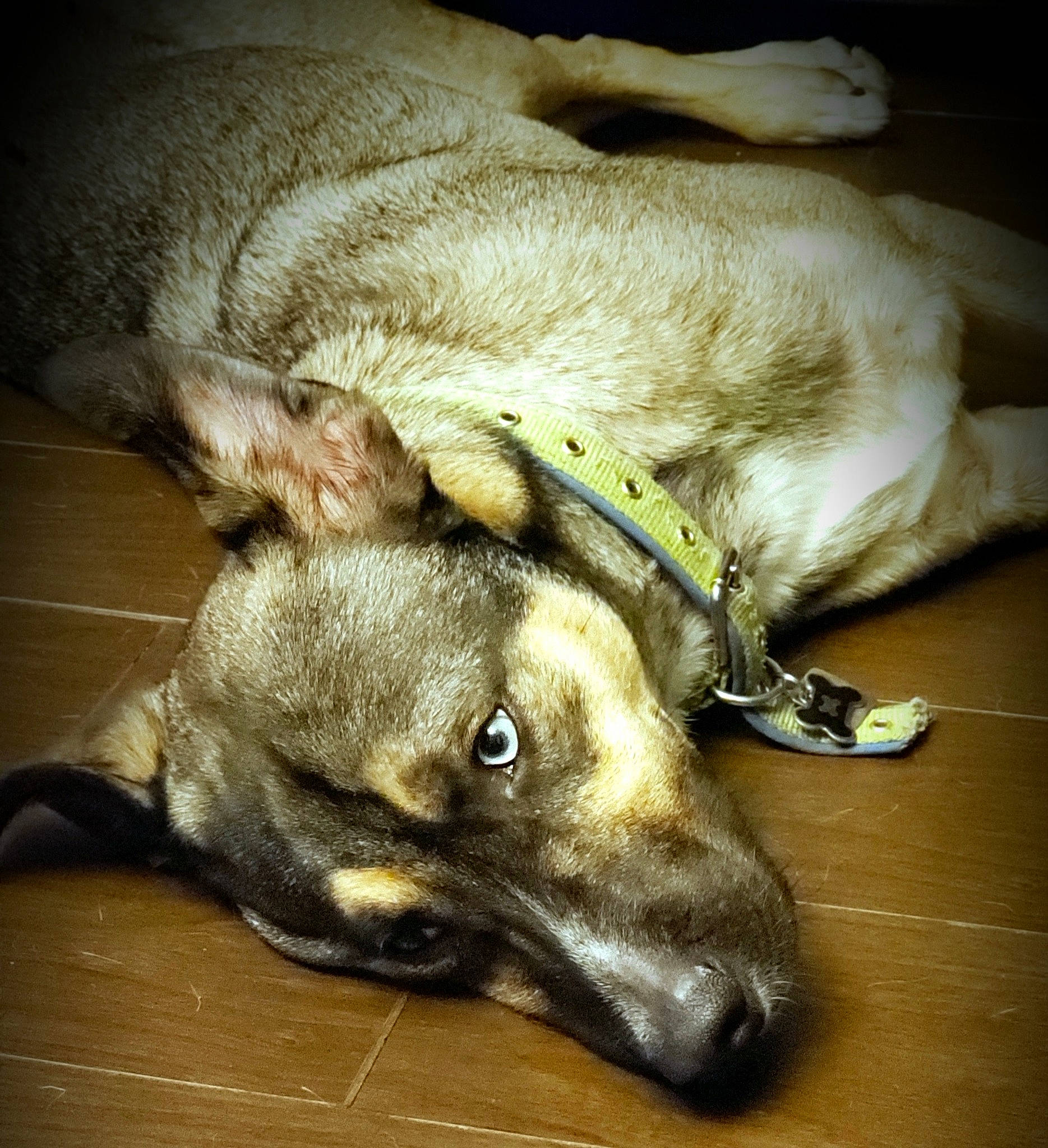 Clyde joined the competition — help win amazing prizes! canidae, carnivore, dog, dog_breed, galgo_espanol, greyhound, hortaya_borzaya, lurcher, snout