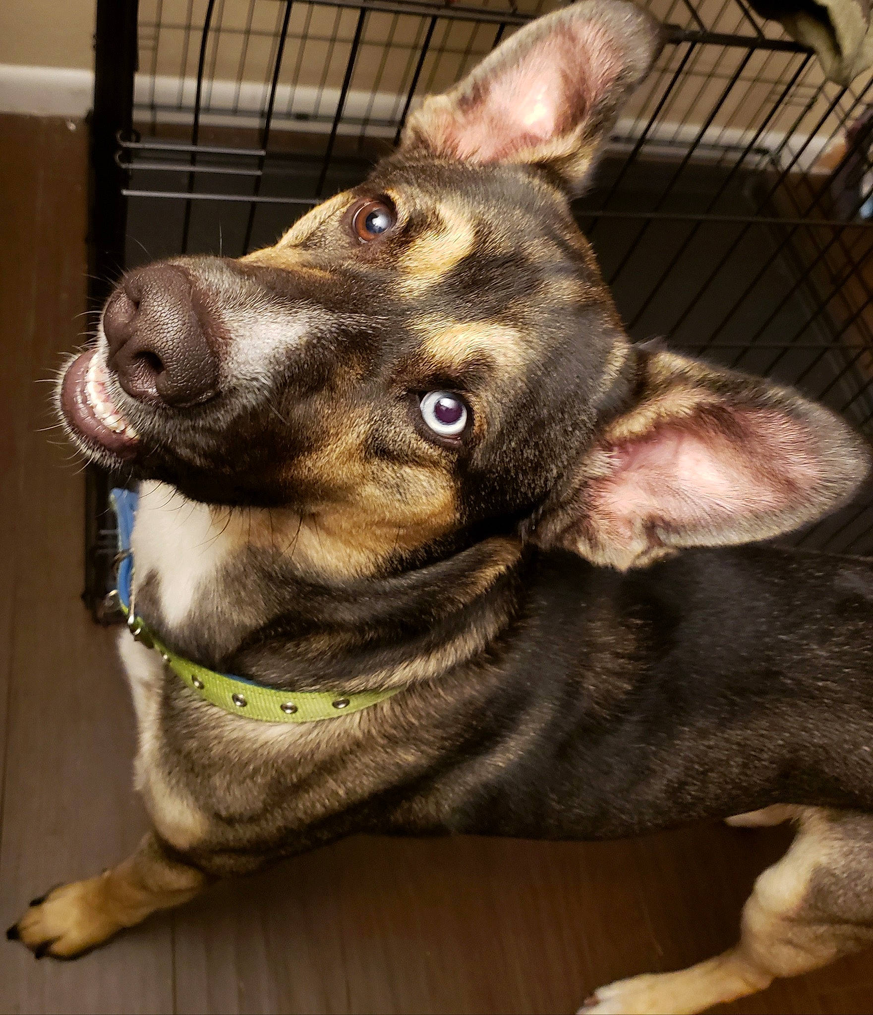 Clyde joined the competition — help win amazing prizes! canidae, carnivore, dog, dog_breed, ear, fawn, kunming_wolfdog, mammal, norwegian_elkhound, rare_breed_dog, snout, swedish_vallhund, vertebrate, whiskers