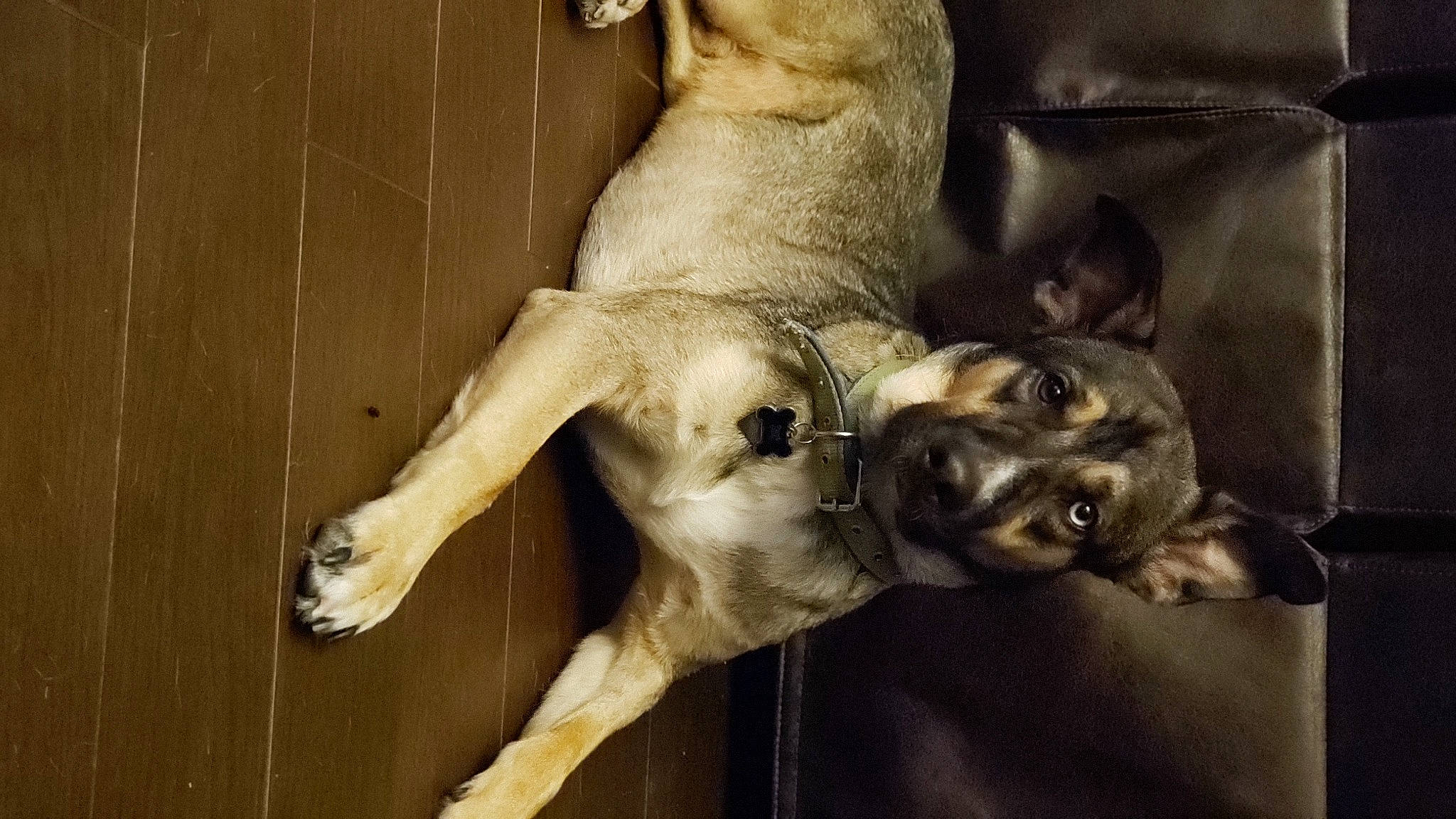 Clyde joined the competition — help win amazing prizes! black_mouth_cur, boerboel, bullmastiff, canidae, carnivore, companion_dog, dog, dog_breed, fawn, paw, pug, sporting_group