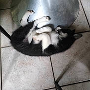 Benji participe au concours pour gagner de l'argent avec cette photo : animal, black_and_white, chair_leg, cozy, cute, dog, domestic, floor, fur, indoor, legs, metal_chair, pet, puppy, relaxing, resting, sleeping, small, tile_floor, young