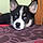 Benji
