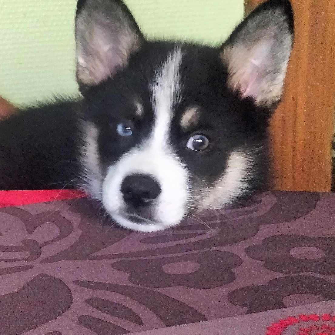 Benji a rejoint le concours — aidez-le/la à gagner de superbes lots ! animal, black_and_white, blue_eyes, closeup, curious, cute, dog, ears, face, fur, head, indoor, looking, nose, pattern, pet, puppy, resting, tablecloth, young_dog