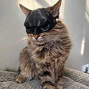 Pirata is registered to the contest to win money with this photo: animal, blanket, cat, costume, cozy, cute, ears, feline, fur, furry, indoor, light, mask, mysterious, pet, portrait, shadow, sitting, tabby_cat, whiskers