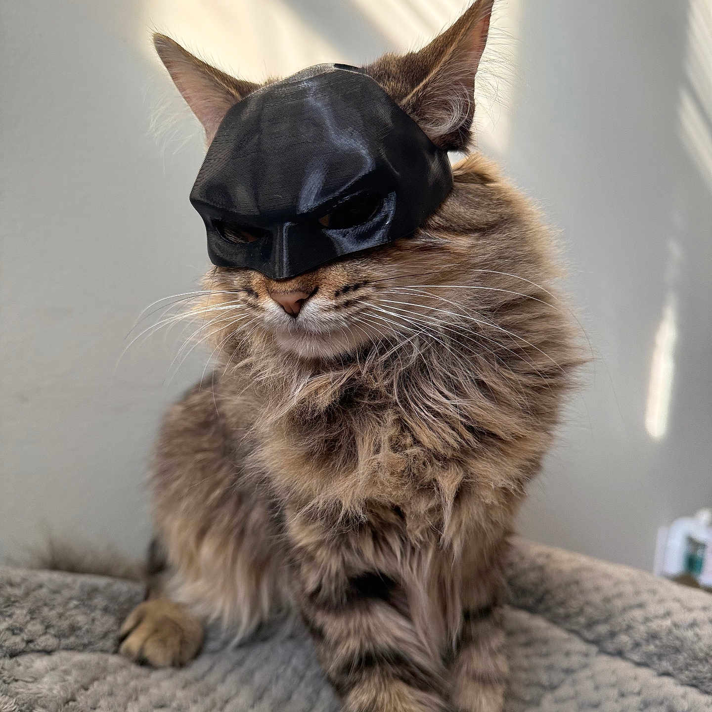 Pirata