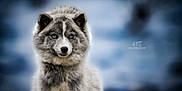 Louve a rejoint le concours — aidez-le/la à gagner de superbes lots ! dog, husky, blue_eyes, fur, portrait, animal, canine, staring, bokeh, wildlife, outdoors, cold, muzzle, ears, fluffy, whiskers, nose, shallow_depth_of_field, blurred_background, winter